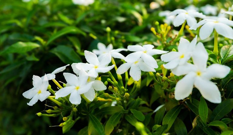 How to grow jasmine at home or in the garden?