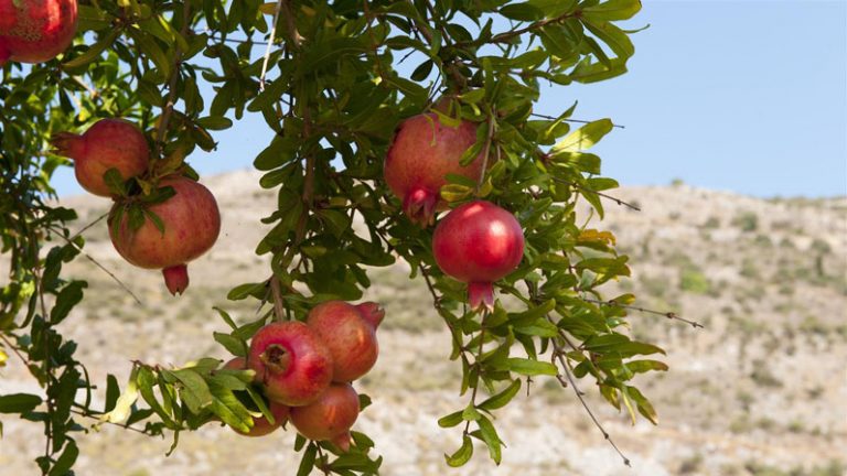 Pomegranate: The fruit of health and longevity