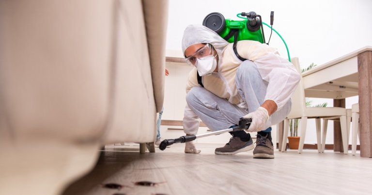 How to Hire Professional Pest Control Companies