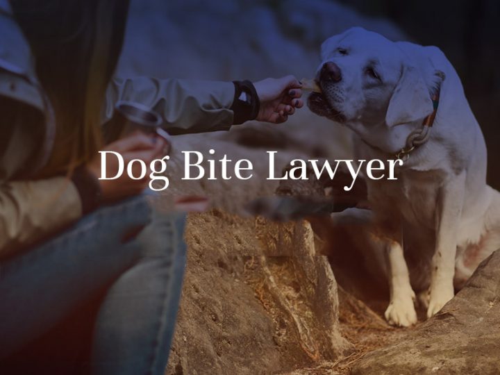 Salient Qualities of A Good Houston Texas Dog Attack Lawyer That You