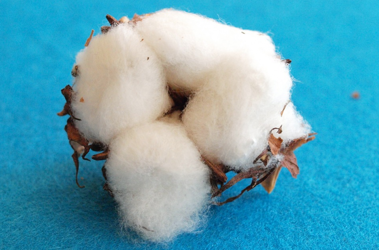 Cotton wool buying guide