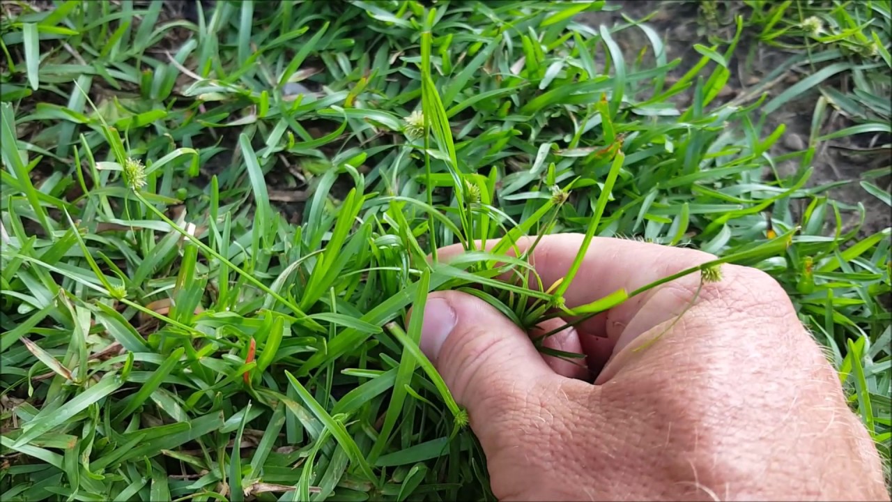 weeds in your lawn