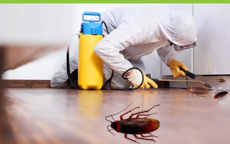 Top 10 Reasons Why Cockroaches Are Attracted To Your Home