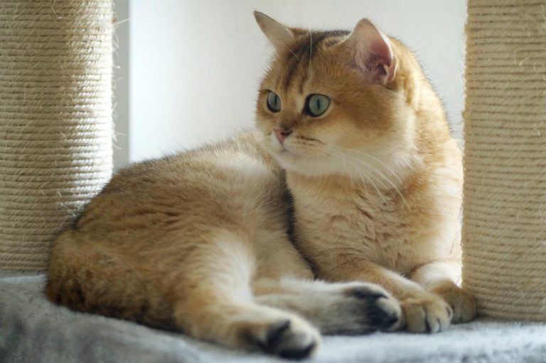 All The Necessary Information That You Should Know About Golden British Shorthair?