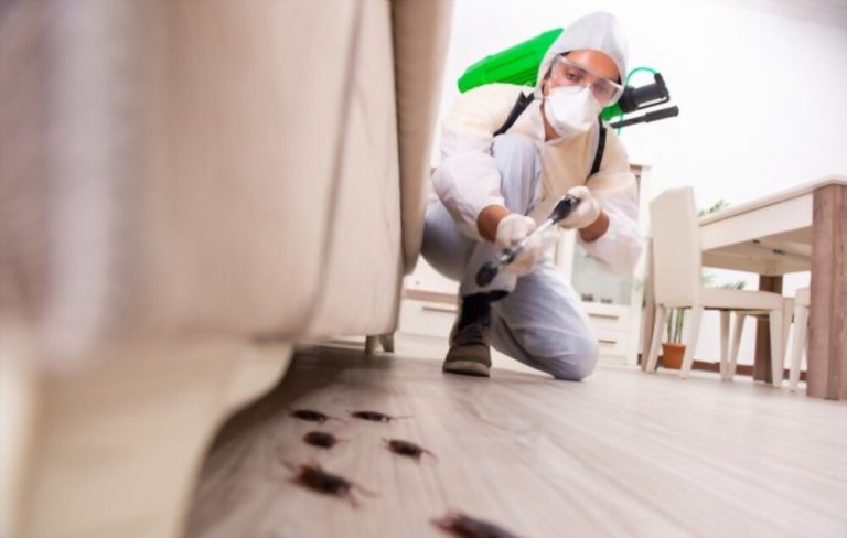 Pest Control Services in Yallambie: The Best Advice for All Your Pest Problems