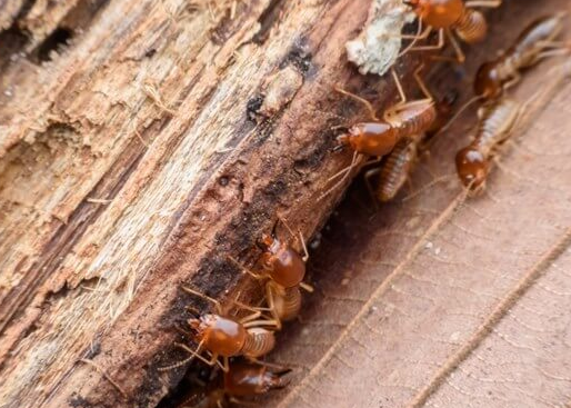 NTips to Help Prevent Termite Infestation