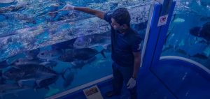 Feeding Experiences You Can Enjoy at Dubai Aquarium