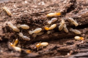 Termite inspection Dallas