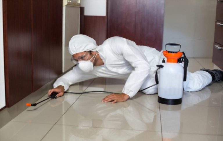 Pest Control Burnley: Effective Killing Pests From Your Home