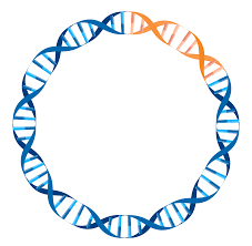 Reason to Choose the Reliable Plasmid DNA Preparation Service