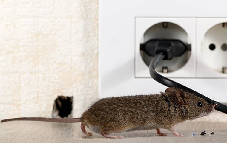 rat control specialist Brisbane