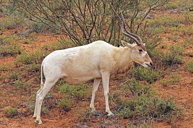Addax: One of Africa’s Most Beautiful Beasts
