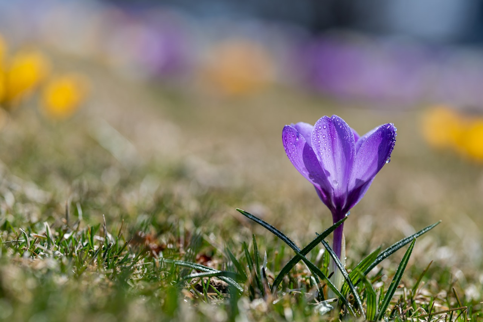 Tips to Take Care of Your Lawn After the Snow Has Thawed