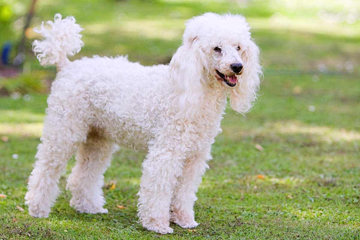 Toy Poodle Fully Grown