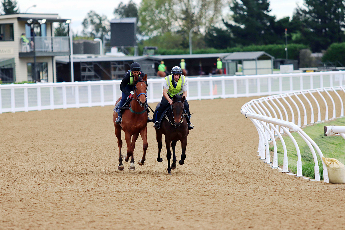 Polytrack in Equestrian Sports: Performance, Sustainability, and Safety