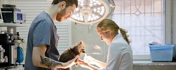 How a Wellness Consultation at a Veterinary Clinic Works: Step by Step